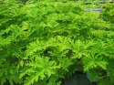 Geranium Anginka Roślina lecznicza PRZECIWZMARSZCZKOWA Na rozstępy Celullit