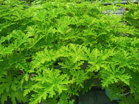 Geranium Anginka Roślina lecznicza PRZECIWZMARSZCZKOWA Na rozstępy Celullit Geranium Anginka Roślina lecznicza PRZECIWZMARSZCZKOWA Na rozstępy Celullit
