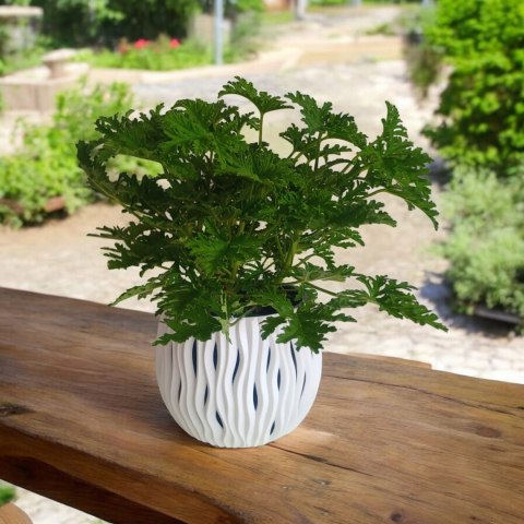 Geranium Anginka Roślina lecznicza PRZECIWZMARSZCZKOWA Na rozstępy Celullit Geranium Anginka Roślina lecznicza PRZECIWZMARSZCZKOWA Na rozstępy Celullit