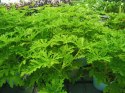 Geranium Anginka Roślina lecznicza PRZECIWZMARSZCZKOWA Na rozstępy Celullit