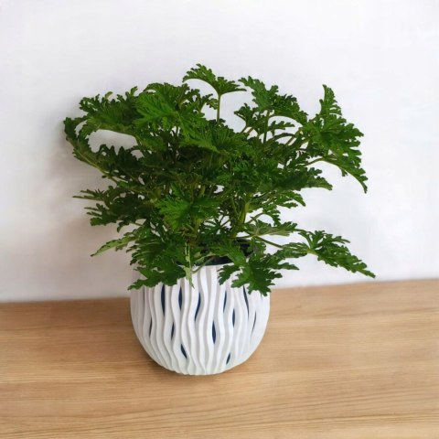 Geranium Anginka Roślina lecznicza PRZECIWZMARSZCZKOWA Na rozstępy Celullit Geranium Anginka Roślina lecznicza PRZECIWZMARSZCZKOWA Na rozstępy Celullit