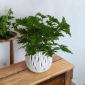 Geranium Anginka Roślina lecznicza PRZECIWZMARSZCZKOWA Na rozstępy Celullit