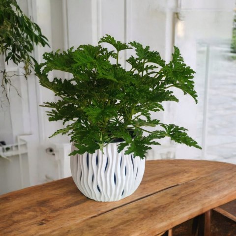 Geranium Anginka Roślina lecznicza PRZECIWZMARSZCZKOWA Na rozstępy Celullit Geranium Anginka Roślina lecznicza PRZECIWZMARSZCZKOWA Na rozstępy Celullit
