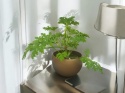 Geranium Geranium