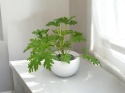 Geranium Geranium