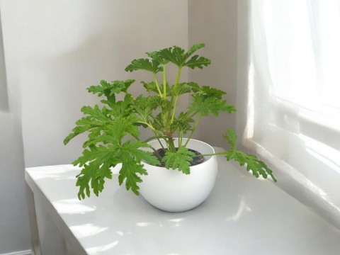 Geranium Geranium