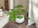 Geranium Geranium