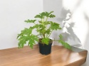 Geranium Geranium