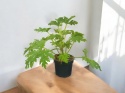 Geranium Geranium