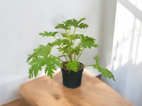 Geranium Geranium
