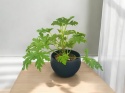 Geranium Geranium