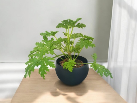 Geranium Geranium