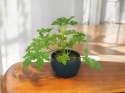 Geranium Geranium