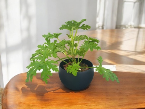 Geranium Geranium