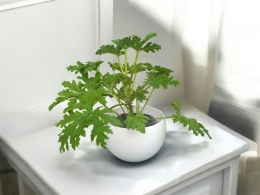 Geranium