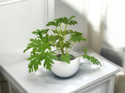 Geranium Geranium