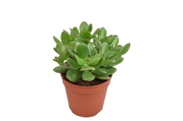 Grubosz Crassula mix