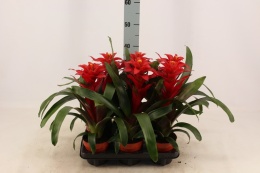 Guzmania mix