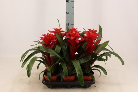 Guzmania mix