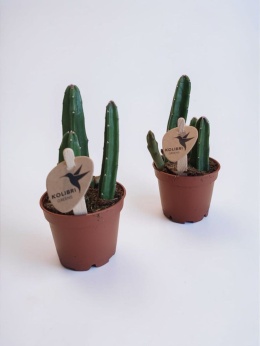 Stapelia leendertziae kaktus