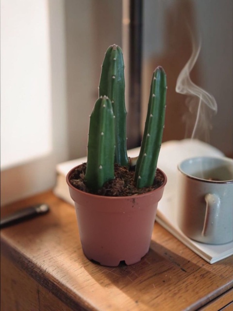 Stapelia leendertziae kaktus