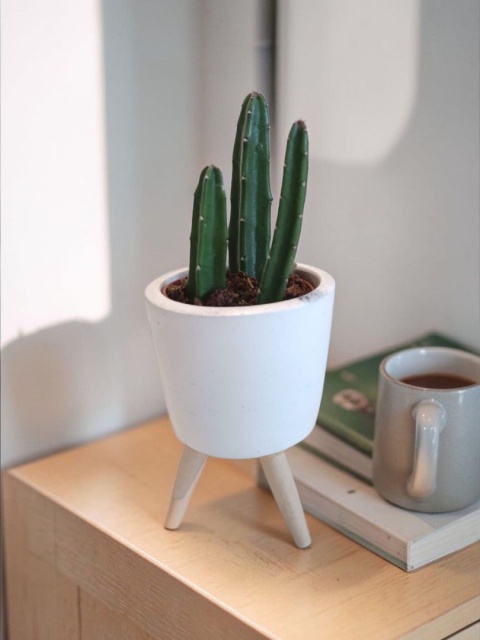 Stapelia leendertziae kaktus