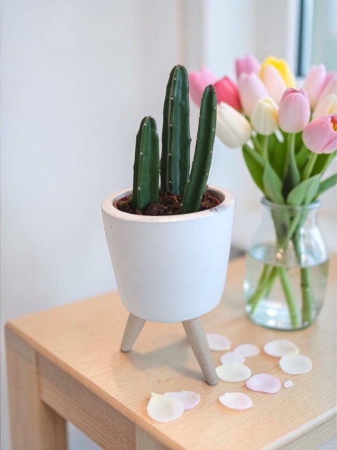 Stapelia leendertziae kaktus