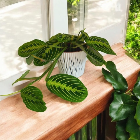 Maranta
