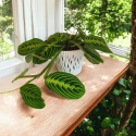 Maranta