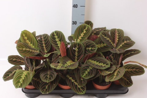 Maranta