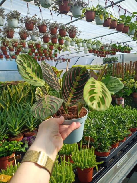 Maranta