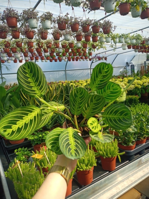 Maranta