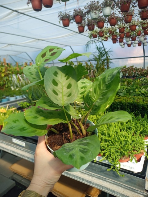 Maranta