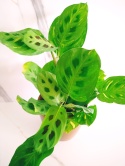Maranta