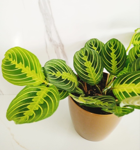 Maranta