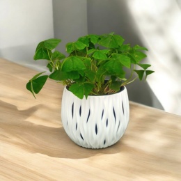 Oxalis