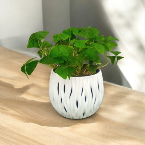 Oxalis Oxalis