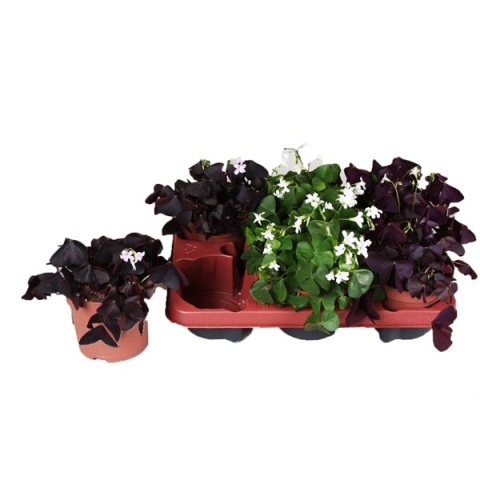 Oxalis Oxalis