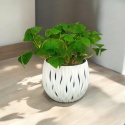 Oxalis