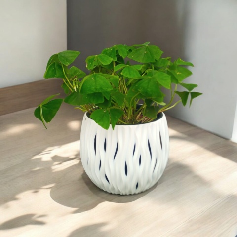 Oxalis Oxalis