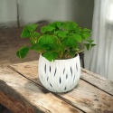 Oxalis