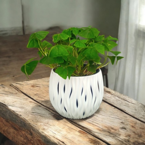 Oxalis Oxalis