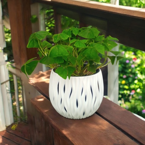 Oxalis Oxalis