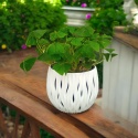Oxalis