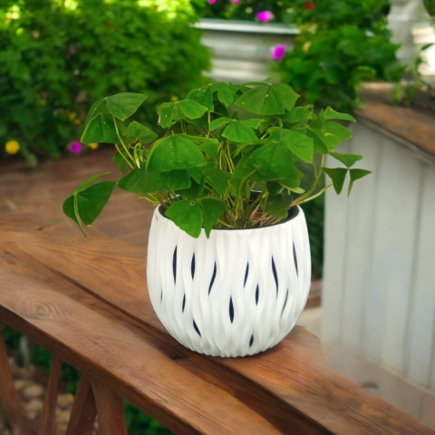 Oxalis Oxalis