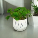 Oxalis
