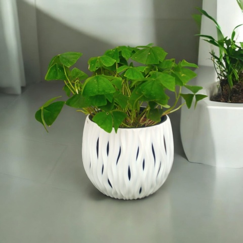 Oxalis Oxalis