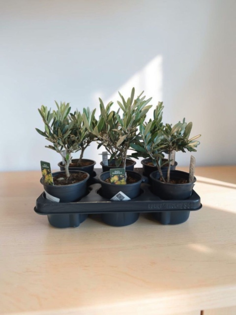 OLEA europaea (Oliwka)