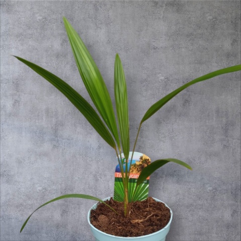 PALMA MROZOODPORNA Trachycarpus Fortunei Szorstkowiec Fortunego PALMA MROZOODPORNA Trachycarpus Fortunei Szorstkowiec Fortunego