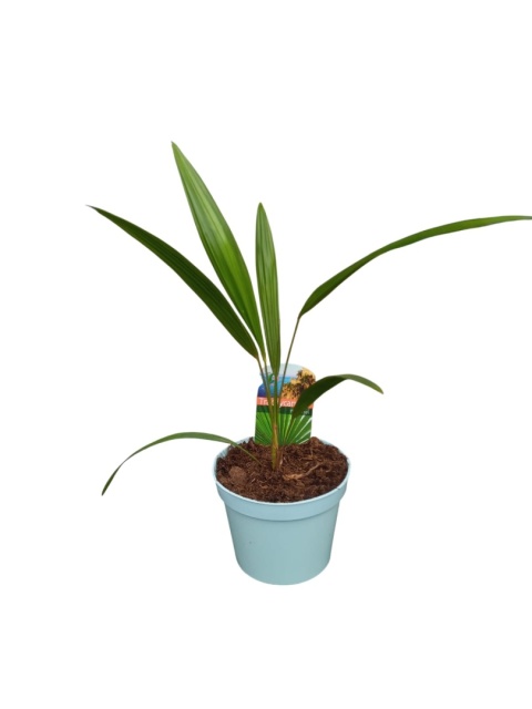 PALMA MROZOODPORNA Trachycarpus Fortunei Szorstkowiec Fortunego PALMA MROZOODPORNA Trachycarpus Fortunei Szorstkowiec Fortunego